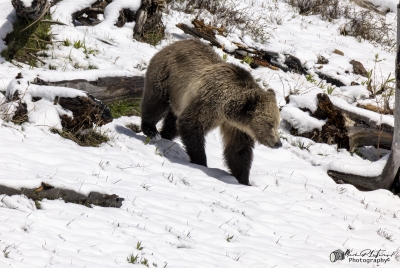 Grizzly Snow YNP May 2025